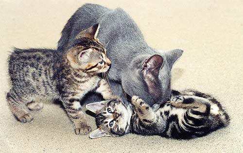 bengal_manx_for_sale_kittens_breeder.jpg