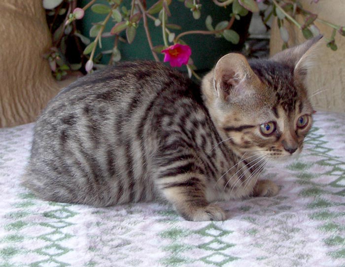 spotted tabby cat