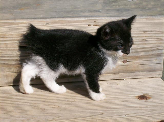 tuxedo cat kittens for sale